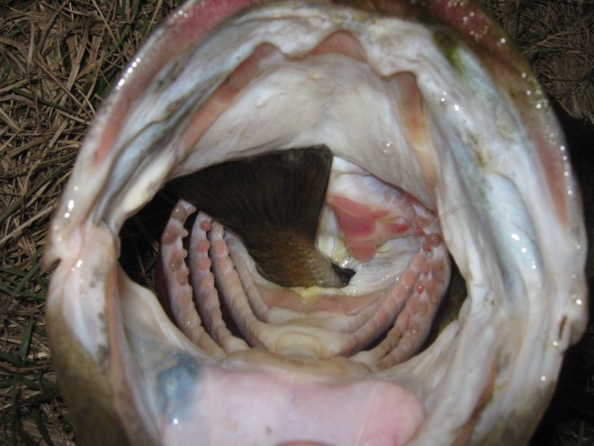 Largemouth Bass with the tail of bream sticking out of it's gullet!