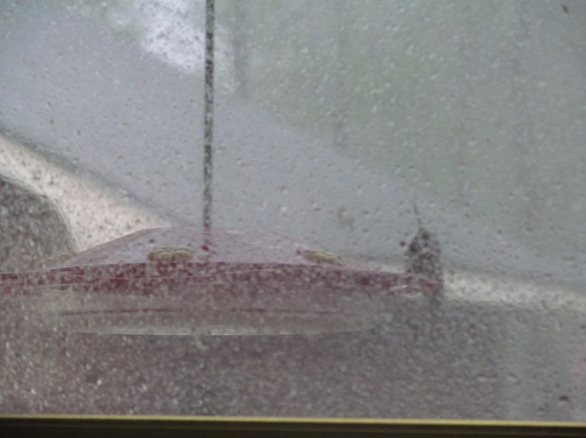 A Ruby Throated Hummingbird clings to a feeder outside our kitchen window on a stormy day.