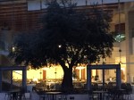 Olive Tree at Sunrise in the courtyard at the Grand Court Hotel in Jerusalem.