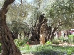 Olive trees in the Garden of Gethsemane.  Some may have been alive when Jesus prayed there over 2,000 years ago!