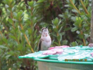 Female Ruby Throat Hummingbird takes a break from feeding to look for rivals.