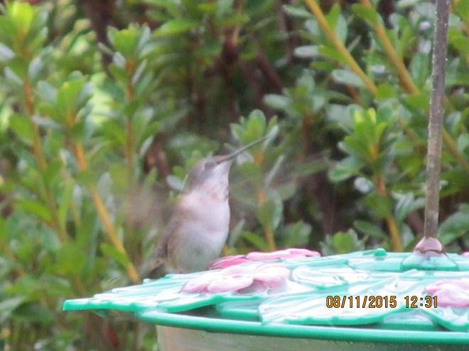 Female Ruby Throat Hummingbird readies for take-off to defend "her" feeder from rivals.