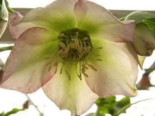 christmas rose 2