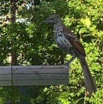 brown thrasher