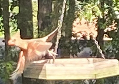 cardinal fly away