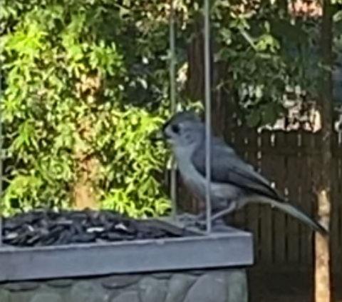 tufted titmouse